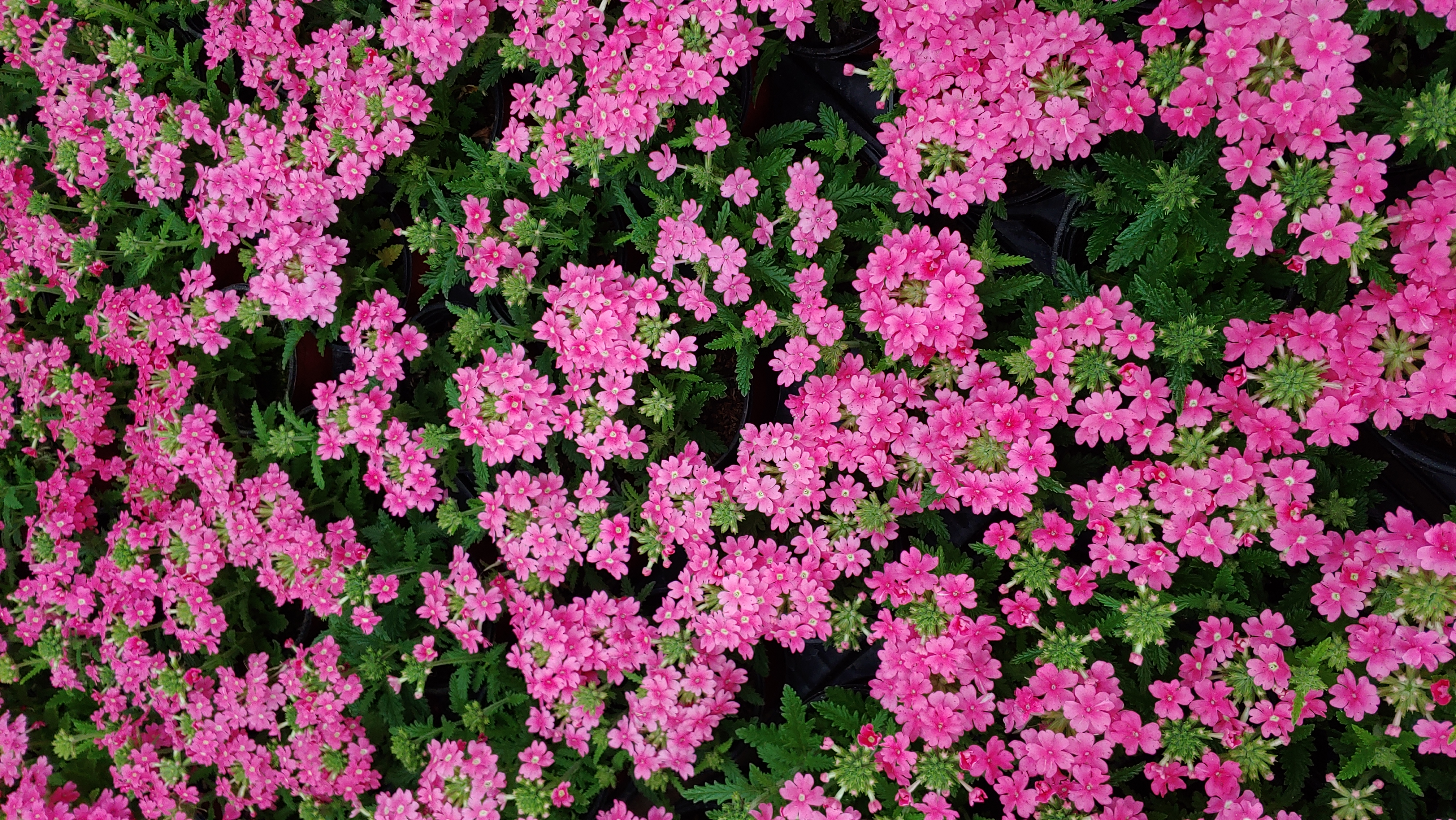 Verbena hybrida